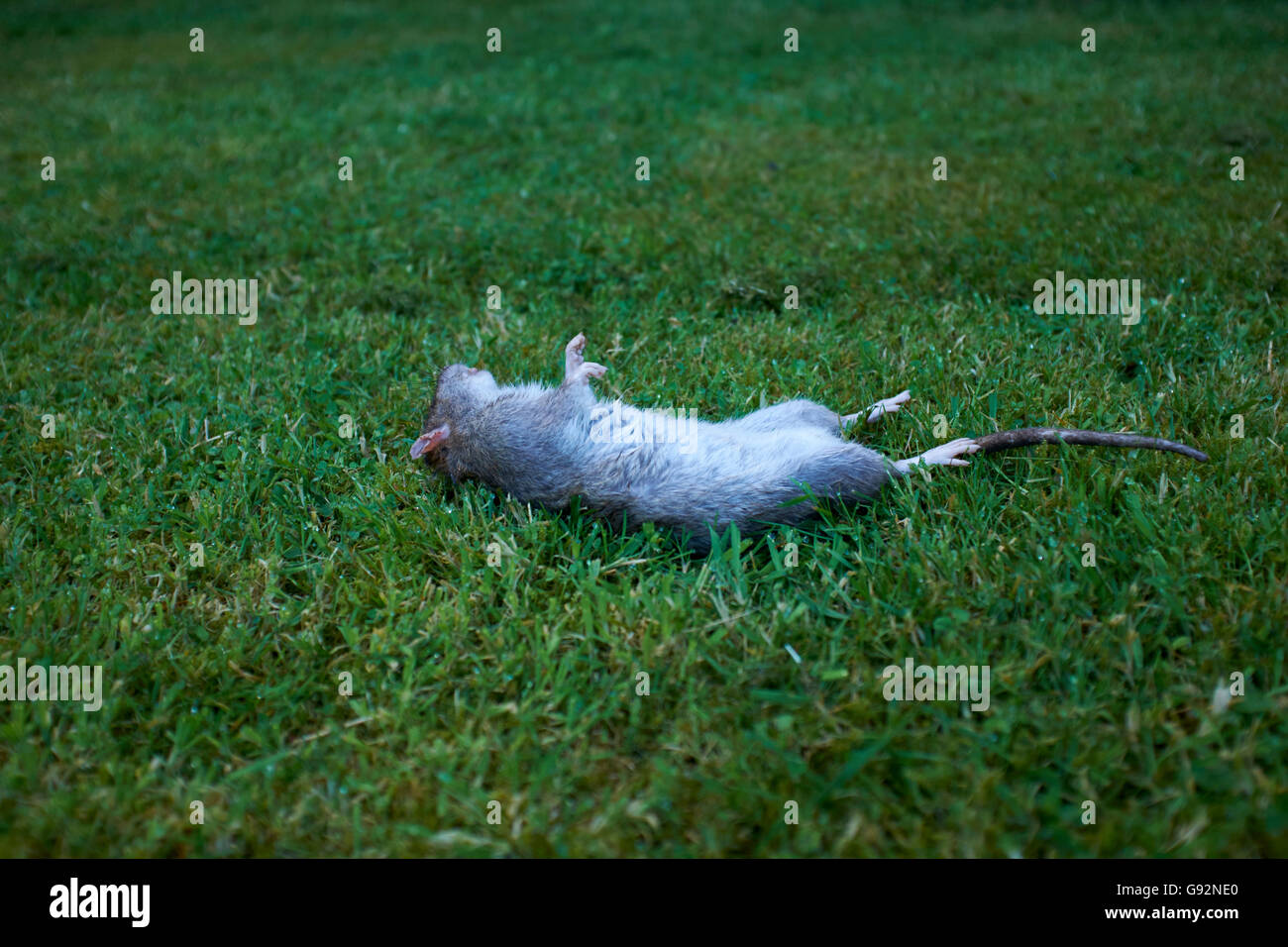 Dead rat lying on it's back on a garden lawn Stock Photo Alamy