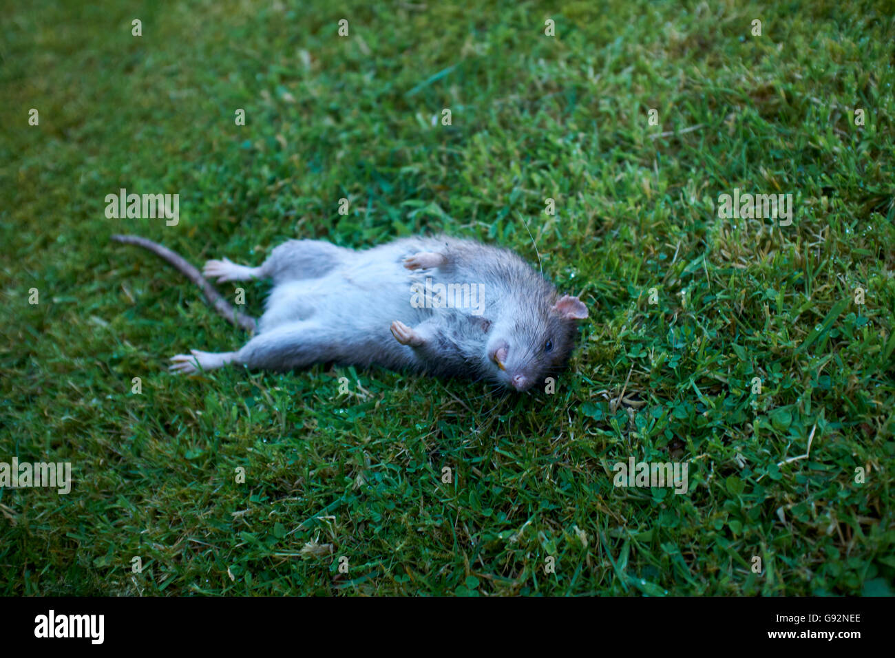 Dead rat lying on it's back on a garden lawn Stock Photo Alamy