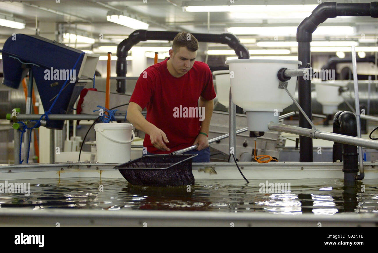 Fish Technician Nick Gibbs checks the fish in one of 48 tanks at Europe