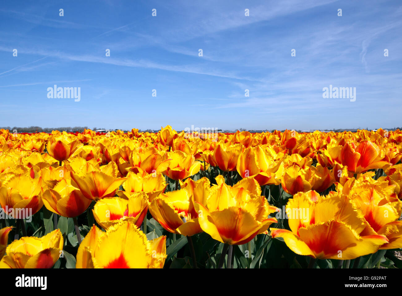 Yellow red tulip field in Holland Stock Photo