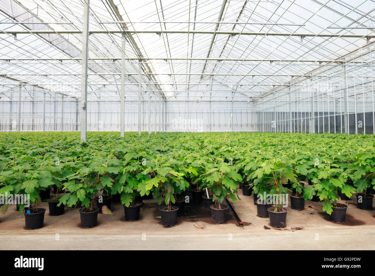 Greenhouse cultivation Stock Photo