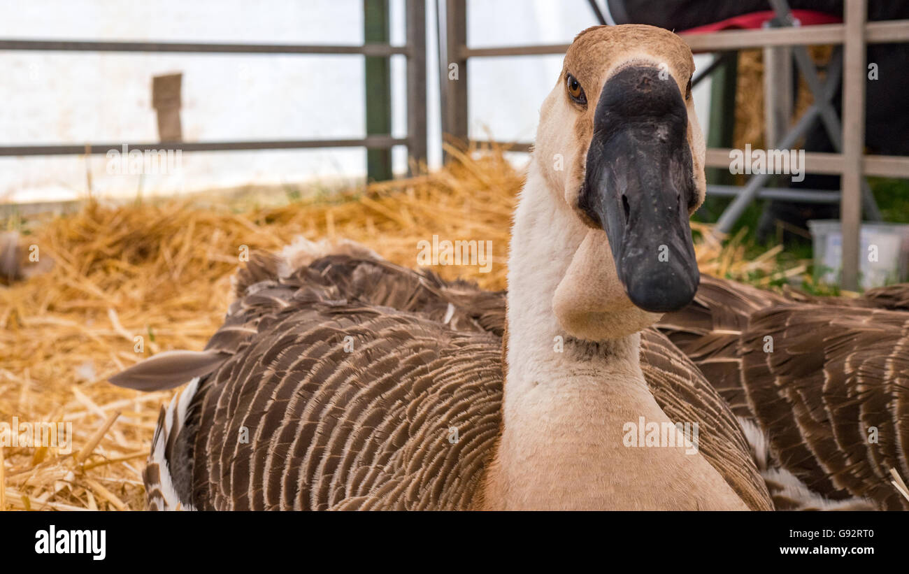 very rare African goose resting on straw Stock Photo