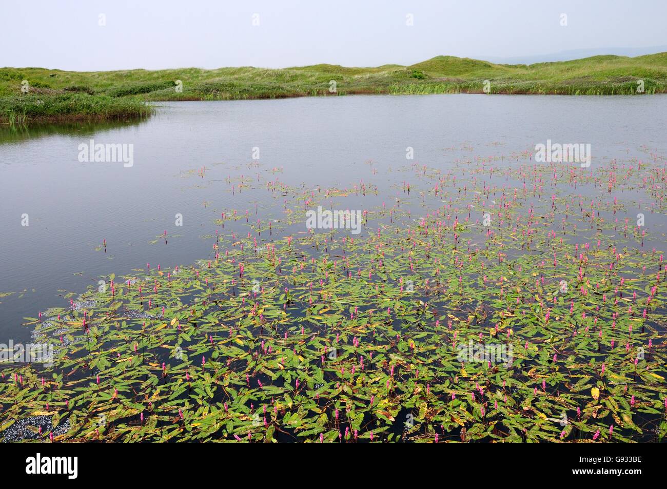 Amphibious Bistort Persicaria amphibia growing in ponds at Kenfig National Nature Reserve Bridgend Wales Stock Photo