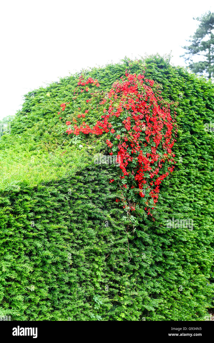 The red flowers of a Flame Creeper (Tropaeolum speciosum) growing up through a conifer hedge Stock Photo