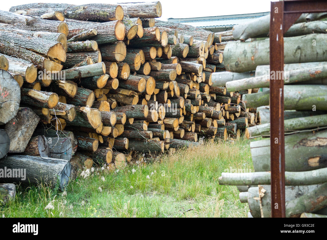 Forest pine trees log trunks Stock Photo