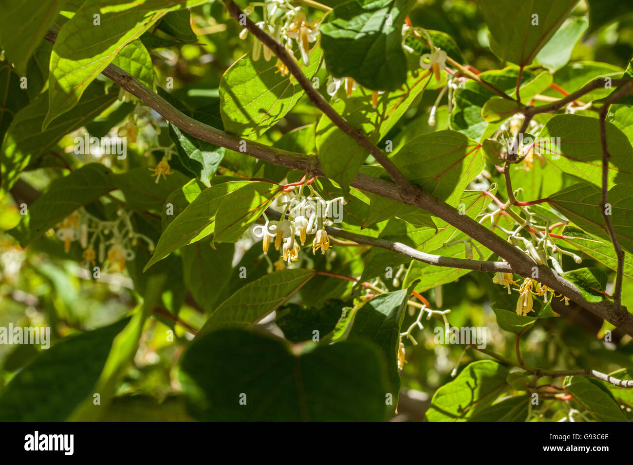 Chinense hi-res stock photography and images - Alamy