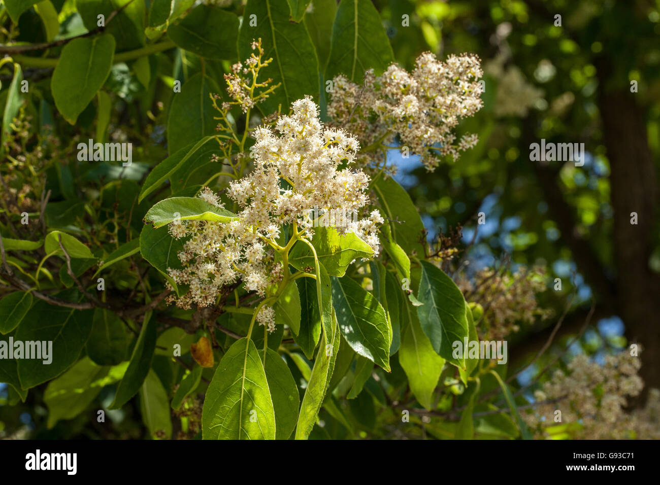 Ehretia thyrsiflora Stock Photo