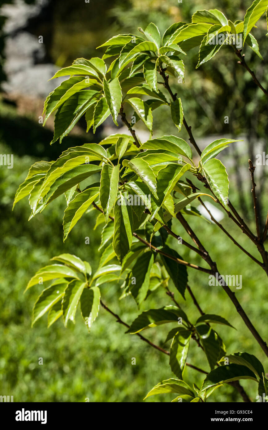 Quercus glauca Stock Photo Alamy