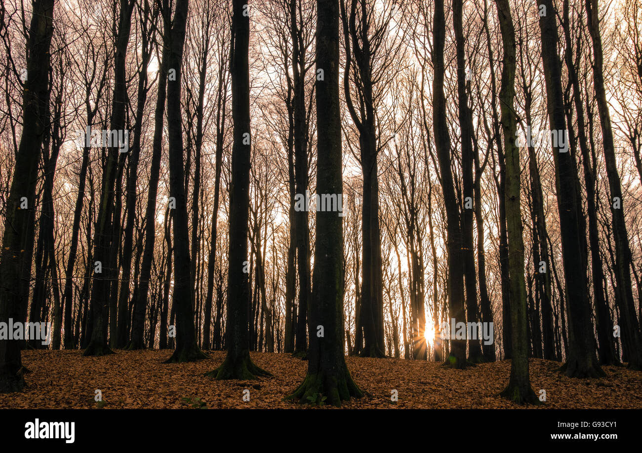 Redwood Forest Scenery Sunset Stock Photo - Alamy