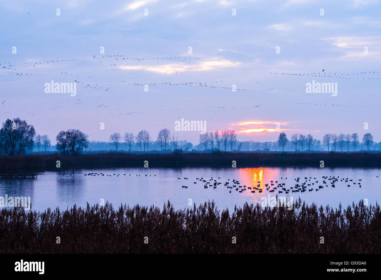 migratory birds at sunset Stock Photo
