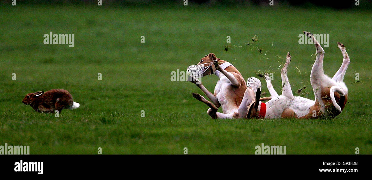 A hare gives two greyhounds the slip at the Irish National Coursing  Championships at Clonmel Racecourse in County Tipperary, Ireland. Boavista,  the dog of actor and former footballer Vinnie Jones, is one