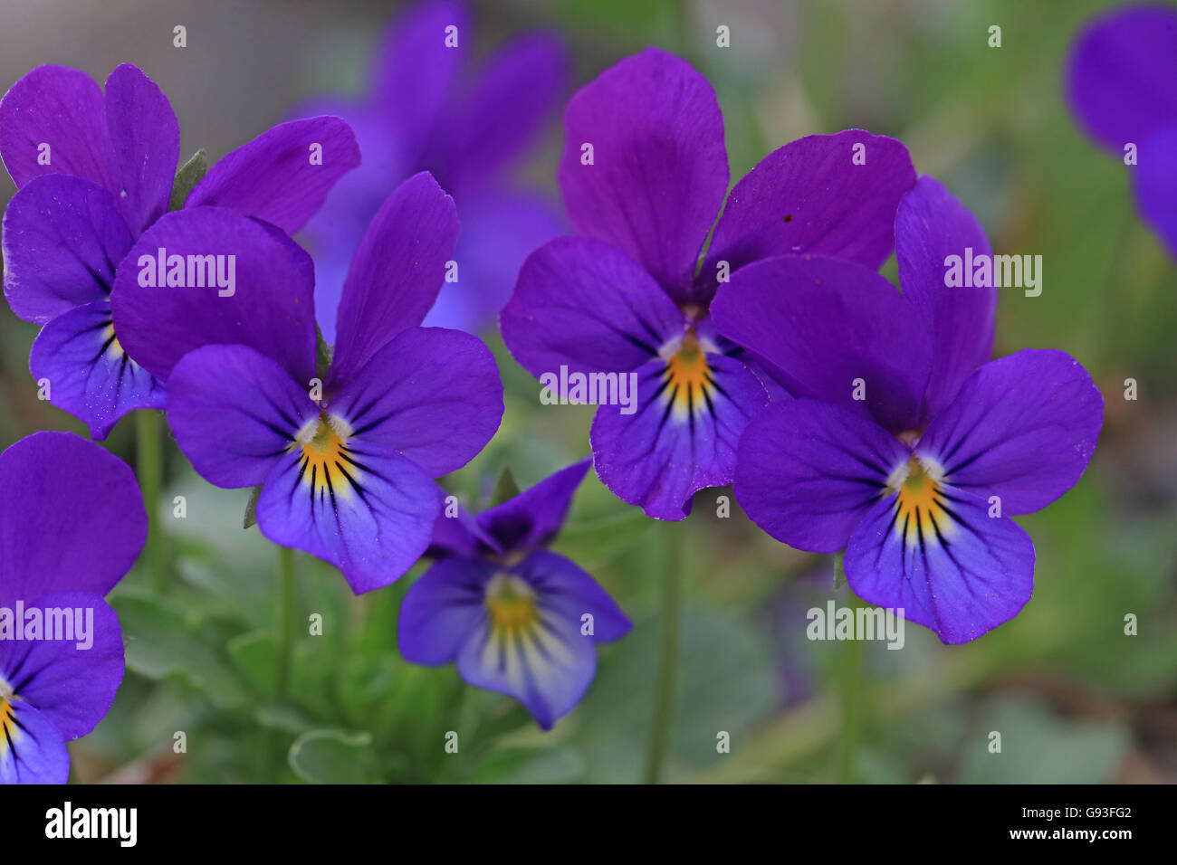 Wild Pansy (Viola tricolor Stock Photo Alamy