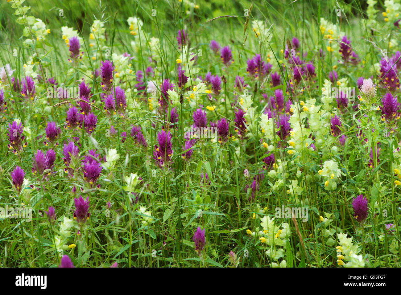 Meadow with field cow-wheat (Melampyrum arvense) and greater yellow rattle (Rhinanthus alectorolophus), Baden-Württemberg Stock Photo