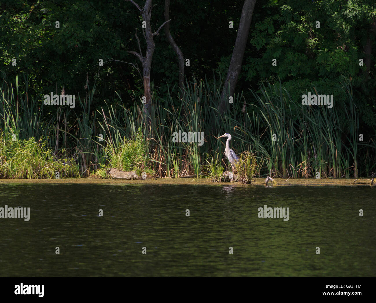 landscape with grey heron standing on coast of lake Stock Photo