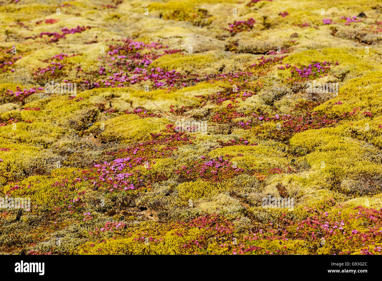 Ground vegetation with moss and early flowering thyme (Thymus praecox), Island Stock Photo