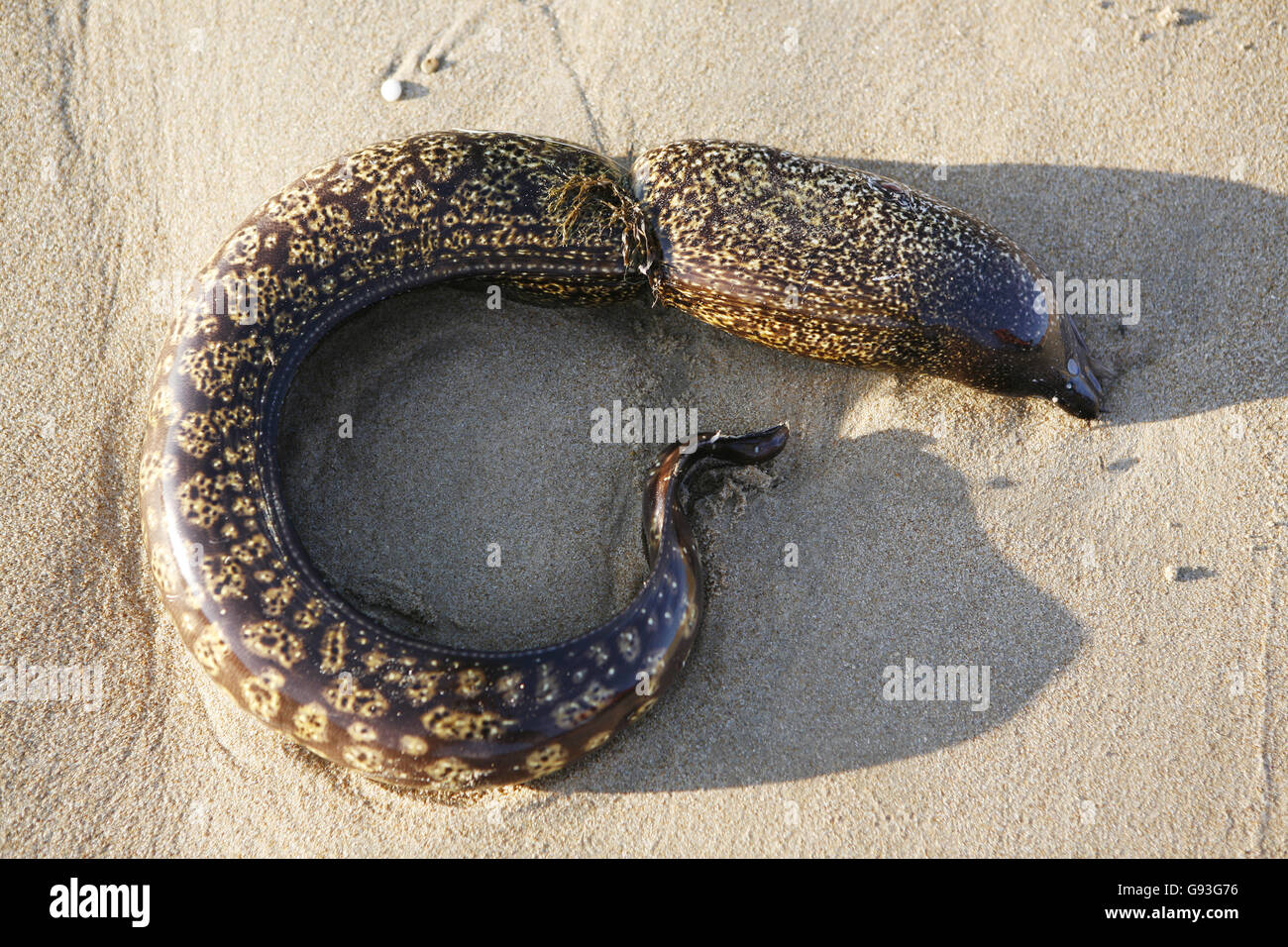 At a nylon cord perished moray (Muraenidae), beach of Cala Del Aceite, coast at Fuente del Gallo, Spain Stock Photo