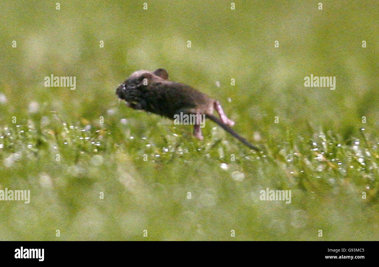 Под ногами пробежала полевая мышь. Полевая мышь малютка. Мышь малютка. Гнездо мыши полевки. Мышь малютка.