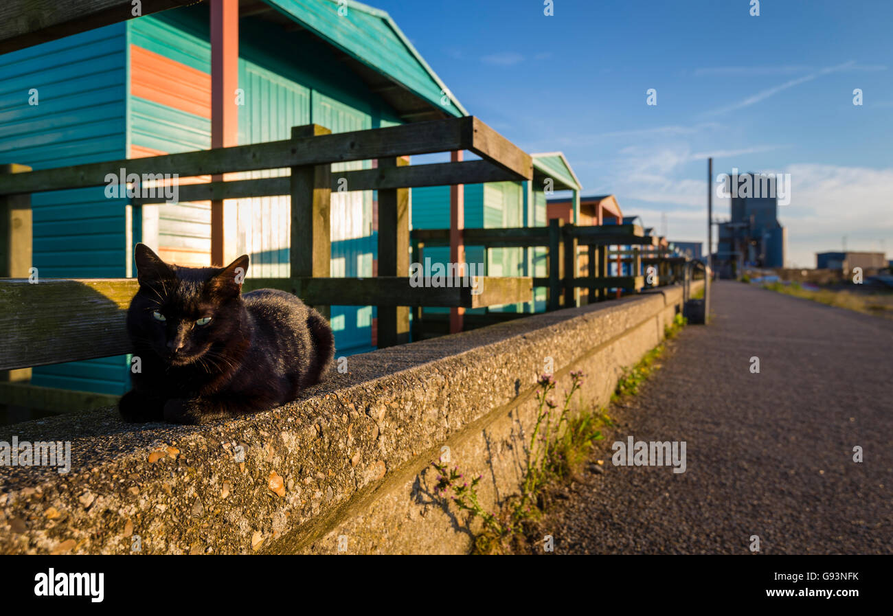 Cat relaxing in front of beach huts on Whitstable seafront. Stock Photo