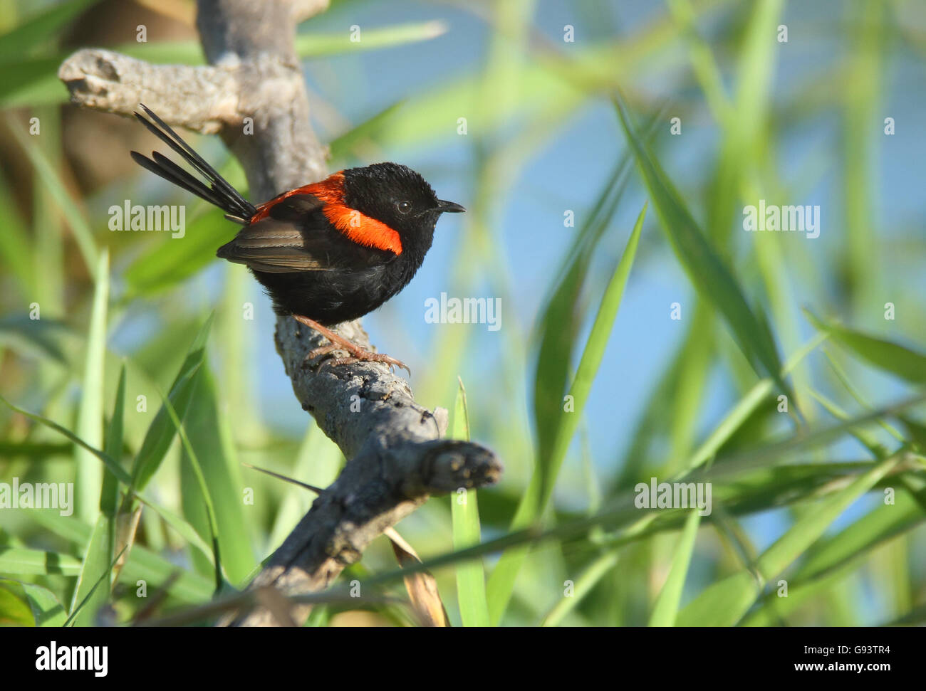 A male Red-backed Fairy-wren, Malurus melanocephalus, with green blue background and copy space. Stock Photo