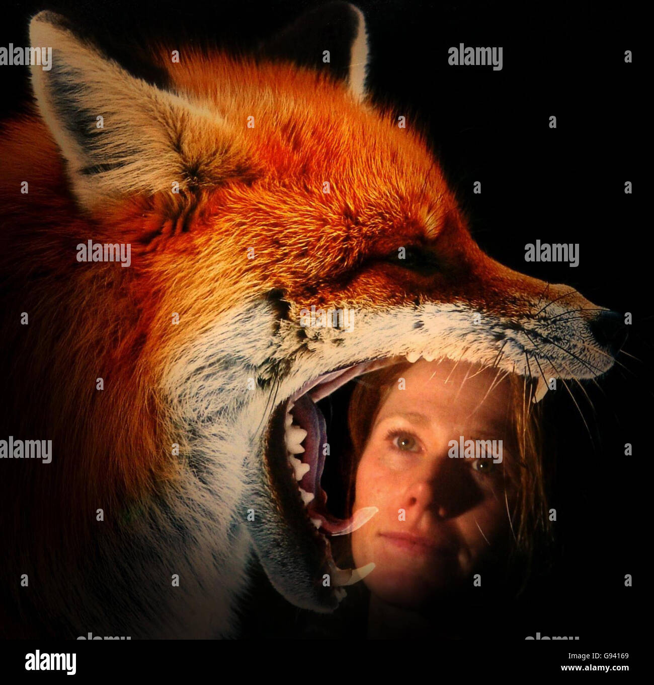 Visitor Nicola Semple is seen reflected in photograph Yawning Fox, part of the Wildlife Photographer of the Year exhibition that officially opens at Scotland Street School Museum in Glasgow on Sunday February 5, 2006. The competition is organised by the Natural History Museum and attracts entries from around the World. The exhibition is one of the museum's most successful and long running annual events aiming to promote stunning wildlife photography and to raise awareness into the importance of global concerns such as conservation, pollution and biodiversity. PRESS ASSOCIATION Photo. Photo Stock Photo