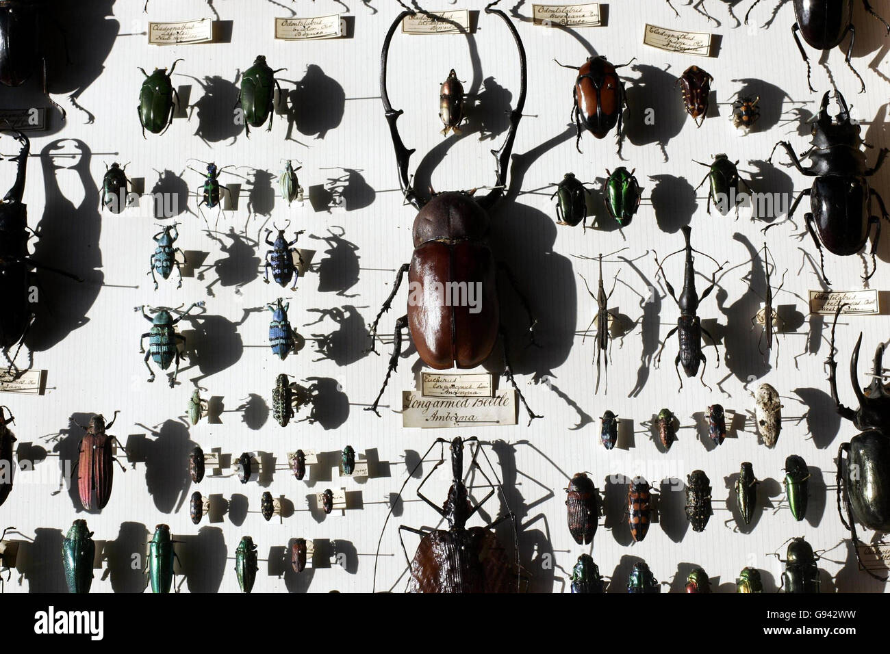 A collection of beatles from the Alfred Russel Wallace Collection on display at the Natural History Museum, London, Friday February 10, 2006. A chance discovery during an attic clear-out is believed to have completed a unique 150-year-old collection of insects assembled by Victorian natural scientist Alfred Wallace. See PA Story SCIENCE Wallace PRESS ASSOCIATION Photo. Photo credit should read: Andrew Parsons/PA Stock Photo