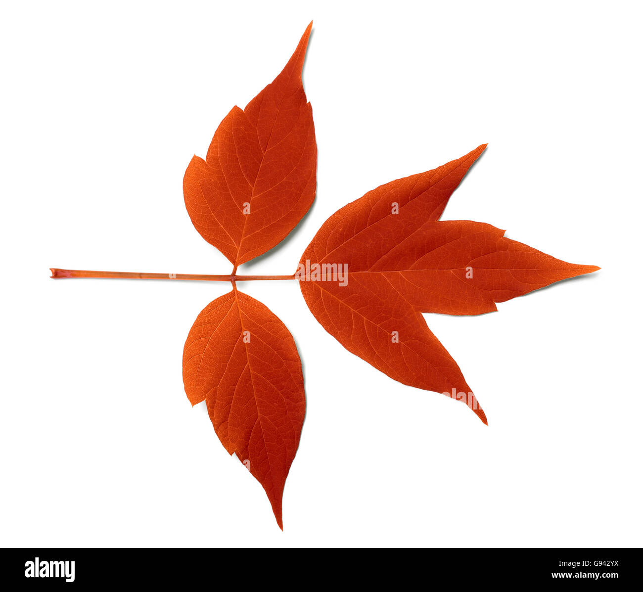 Red autumn leaf. Isolated on white background. Stock Photo