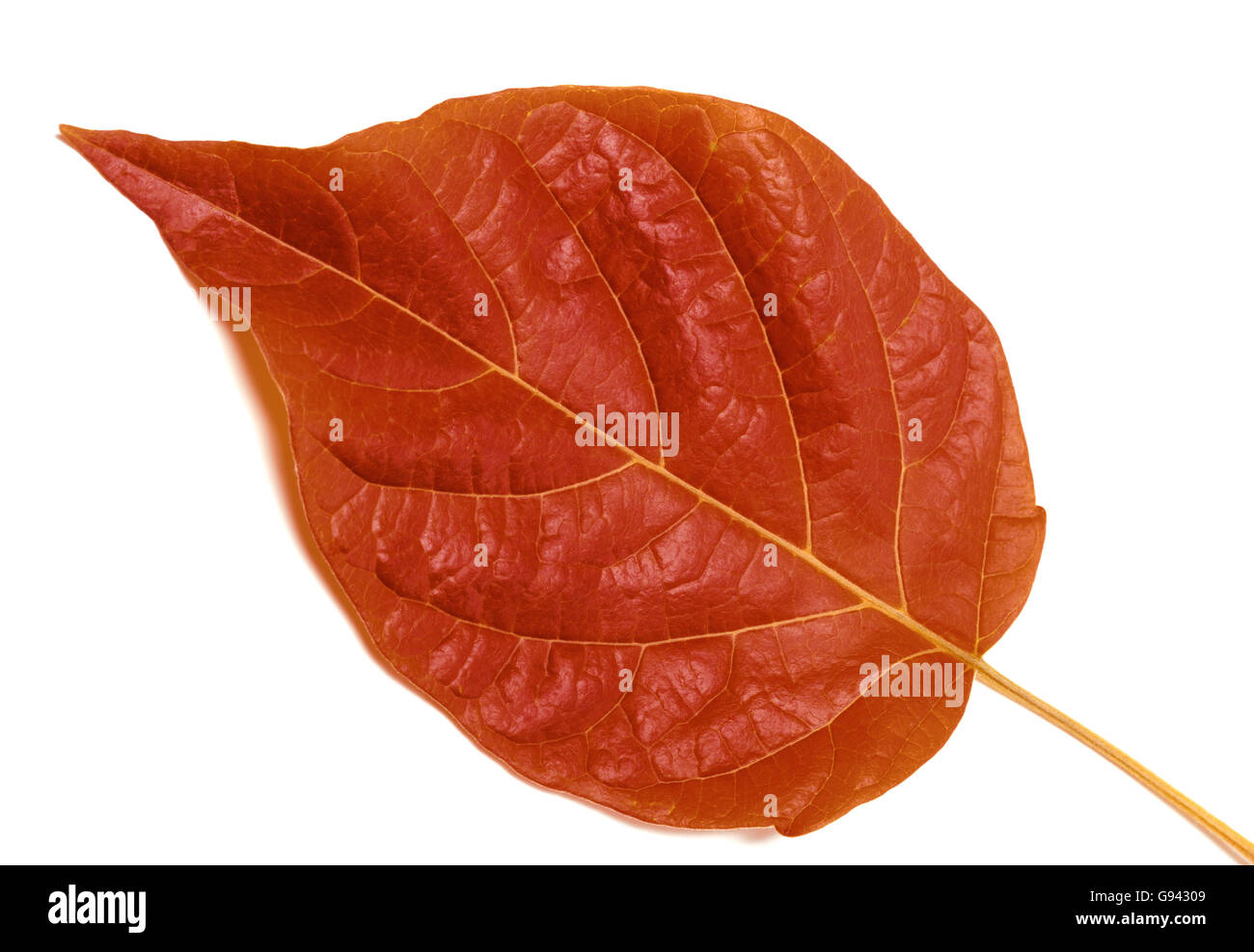 Autumn leaf isolated on white background. Close-up view Stock Photo - Alamy