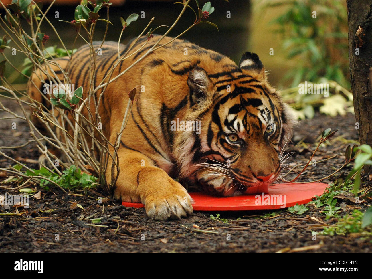 Raika, a female Sumatran tiger, holds a wooden heart sprayed with Calvin Klein's 'Obsession' at London Zoo, Monday February 13, 2006. Sumatran tigers are a critically endangered species, and zookeepers are hoping the designer scent will spice up Raika and her mate Lumpur's love life in time for Valentine's Day. PRESS ASSOCIATION Photo. Photo credit should read: Fiona Hanson/PA. Stock Photo