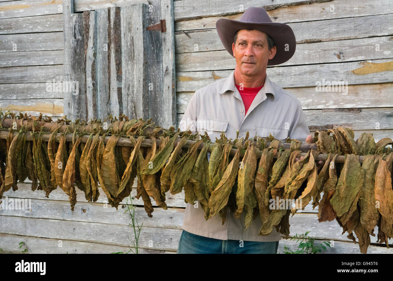 Tobacco drying racks hires stock photography and images Alamy