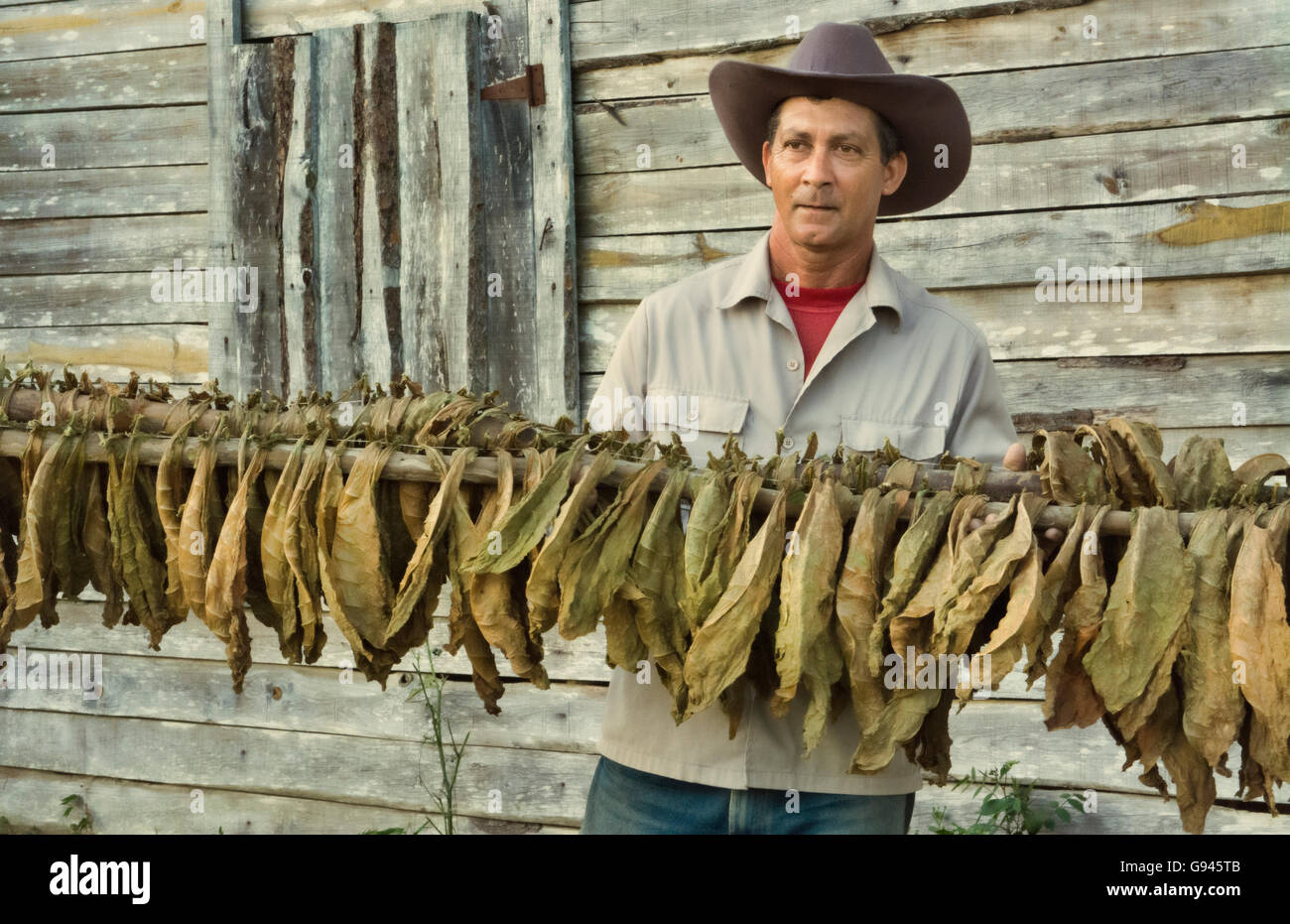 Tobacco drying racks hi-res stock photography and images