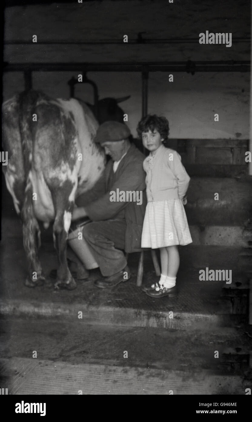 1930s, historical picture showing a young girl standing in a cow shed next to a farmer who is milking a cow by hand, England. Stock Photo
