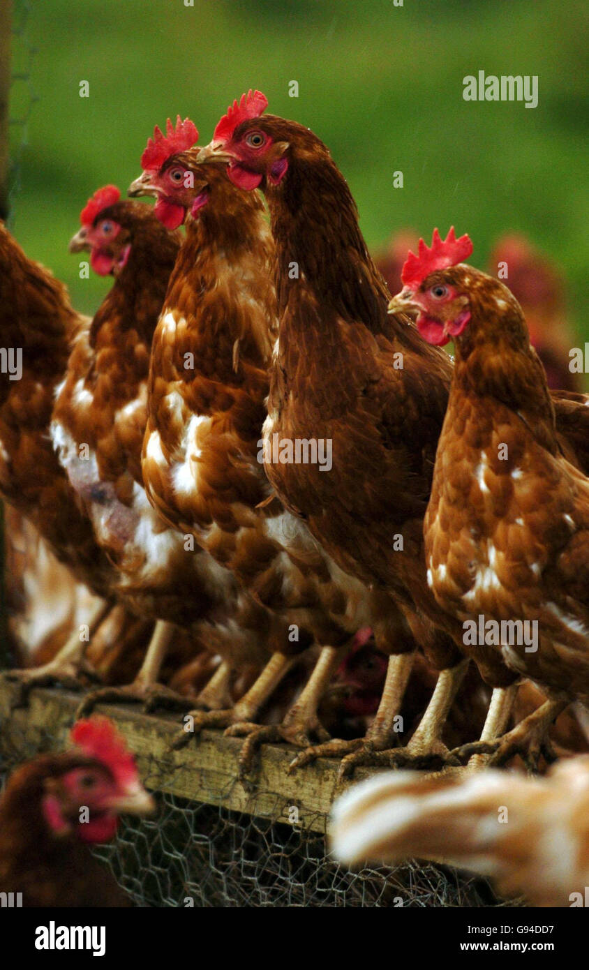 Lohman brown chickens packsfield farm hires stock photography and