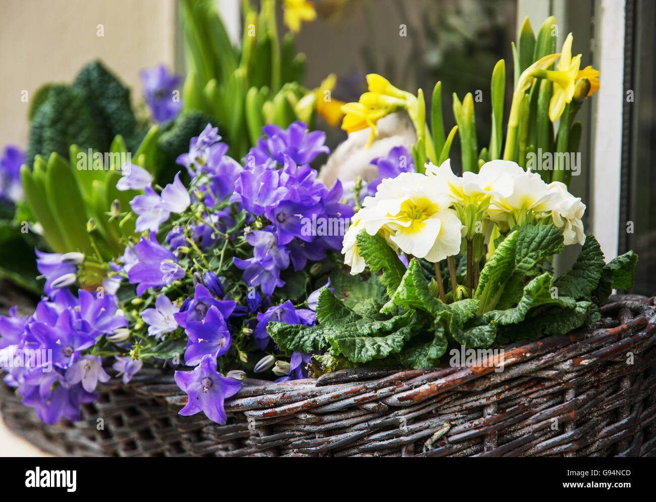Bluebells and yellow daffodils in the wicker basket. Symbol of springtime. Gardening theme. Natural decoration. Vibrant colors. Stock Photo