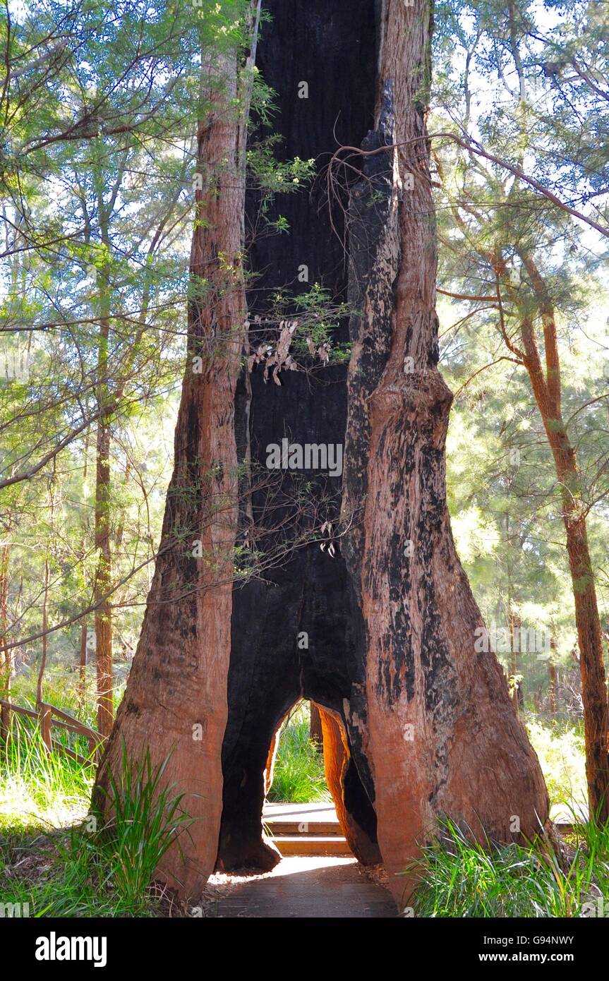 Large buttressed tree base of an enormous red tingle tree in the Valley of the Giants forest in Denmark, Western Australia. Stock Photo