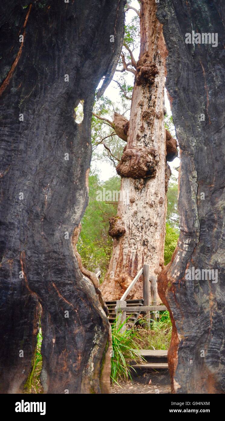 View through Giant Tingle Tree to forest with tree with bulbous knots in the Valley of the Giants in Denmark, Western Australia. Stock Photo