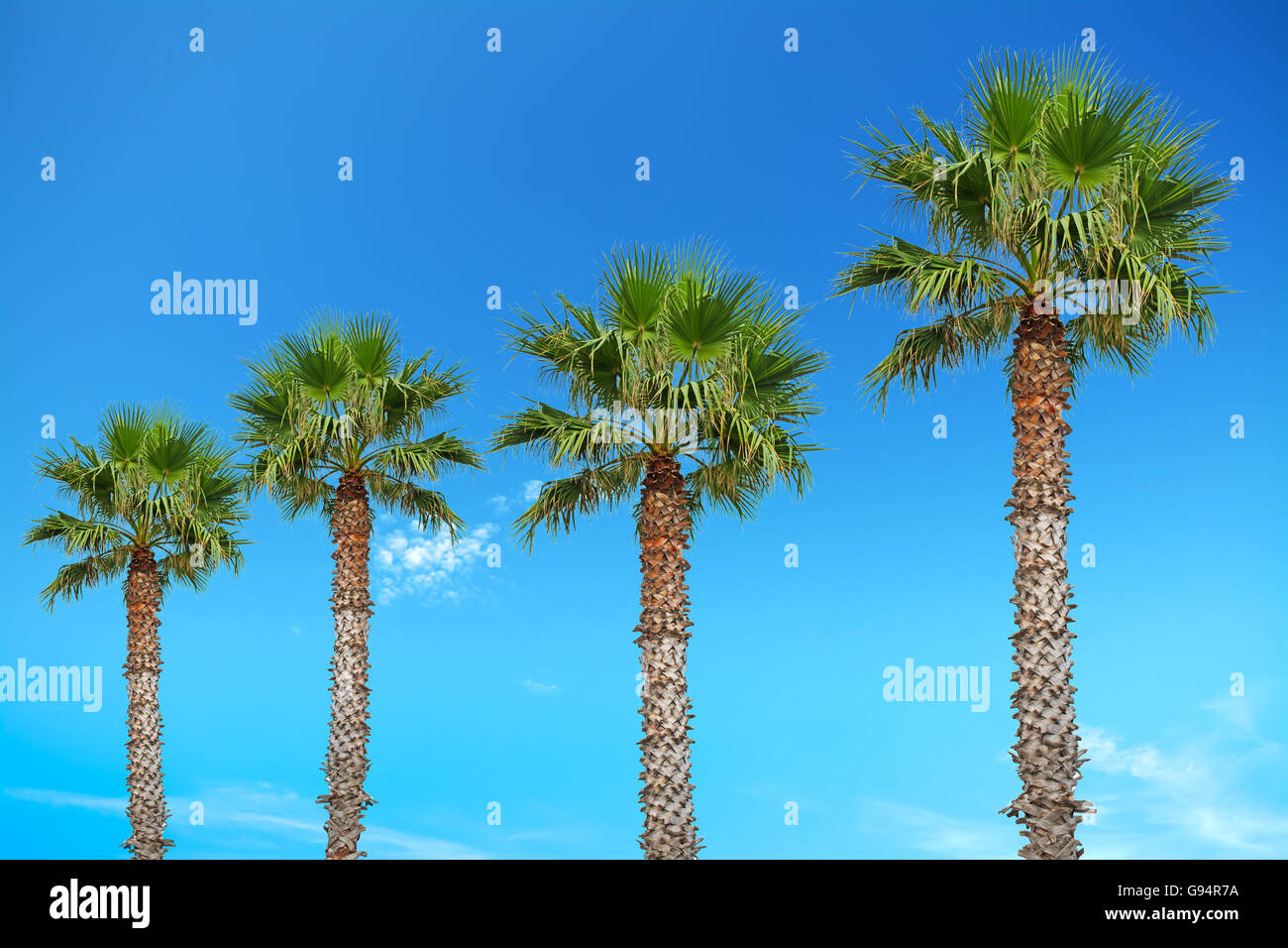 row of palm trees Stock Photo - Alamy