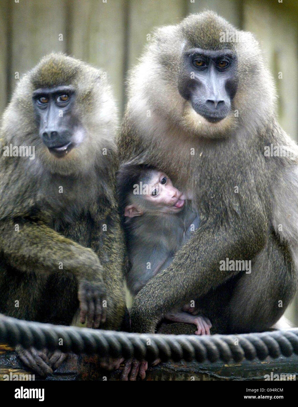 Drill baboon hires stock photography and images Alamy