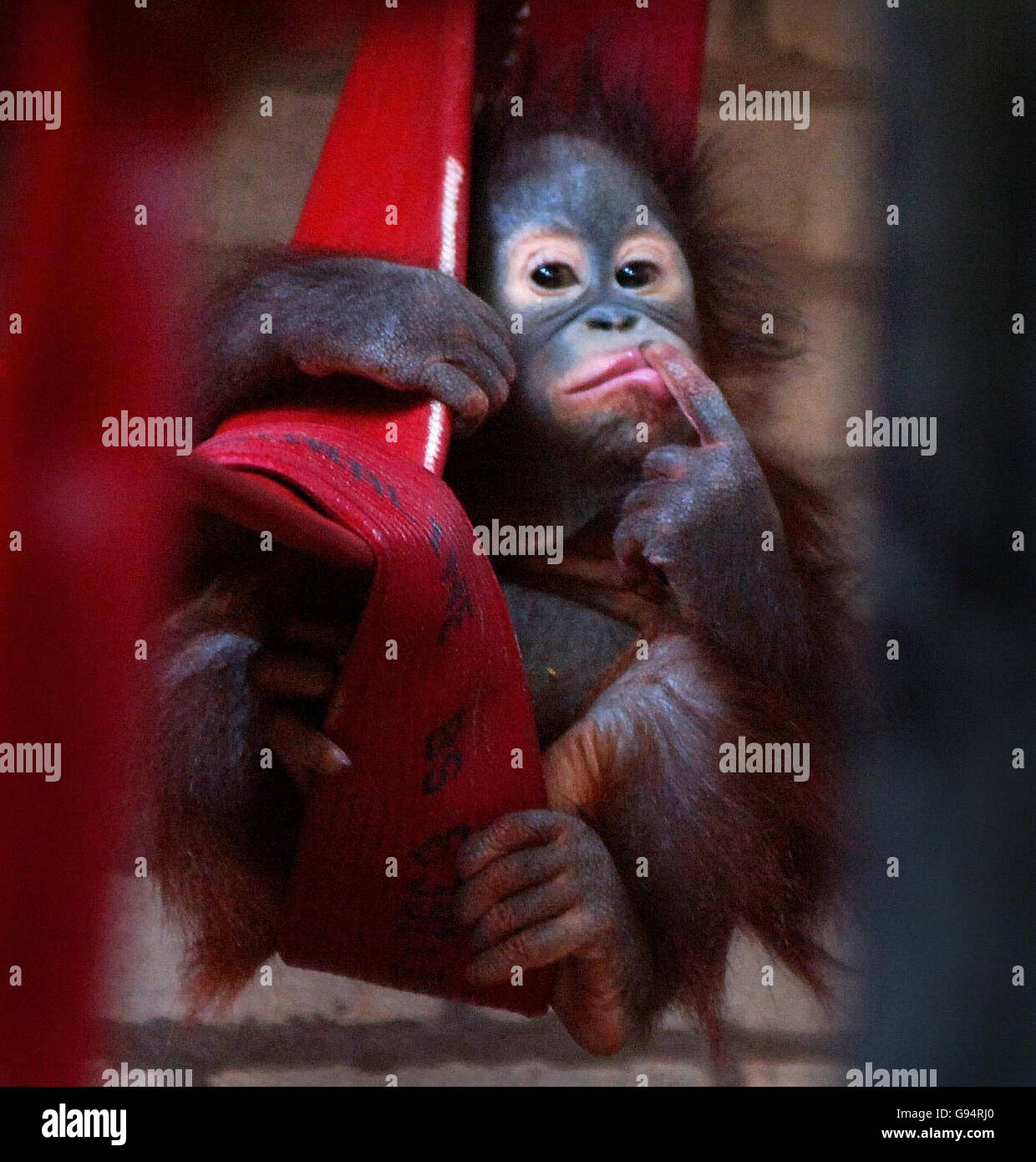 One year old Orangutan Tamu at Twycross Zoo, Atherstone, Tuesday February 21, 2006. Twycross Zoo has the largest collection of monkey and ape species in the world and is officially announced today as a 'World Primate Centre'. PRESS ASSOCIATION Photo. Photo credit should read: Rui Vieira/PA. Stock Photo