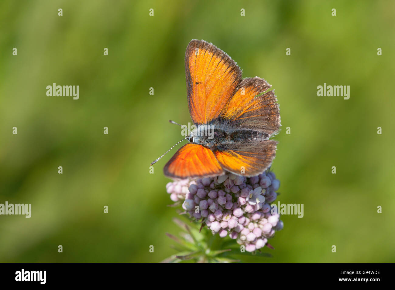 Purple-edged copper butterfly on valerian, Hesse, Germany, (Lycaena hippothoe), (Valeriana) Stock Photo