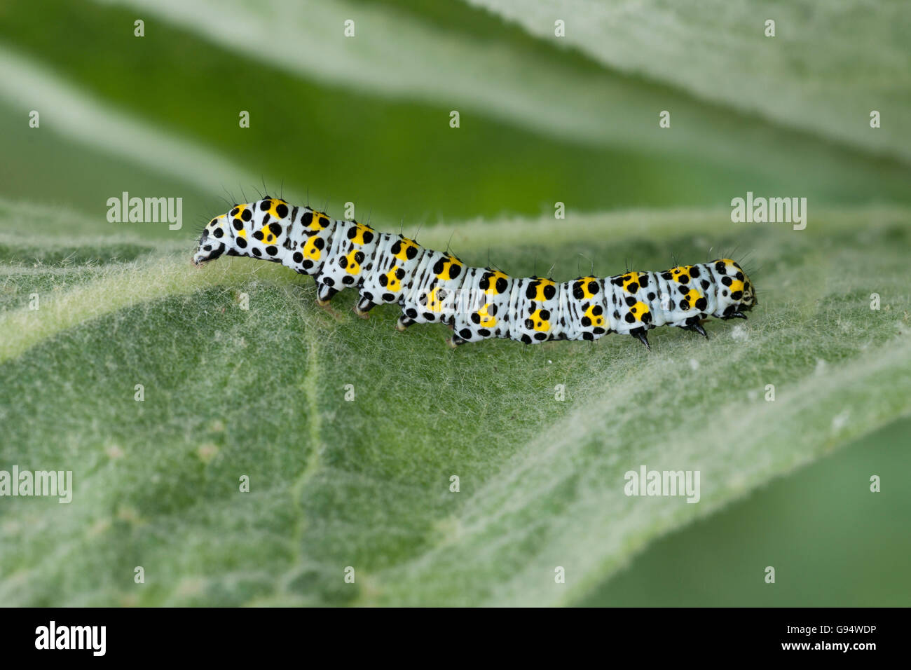 Water betony caterpillar on mullein, Lower Saxony, Germany, (Shargacucullia scrophulariae), (Verbascum) Stock Photo