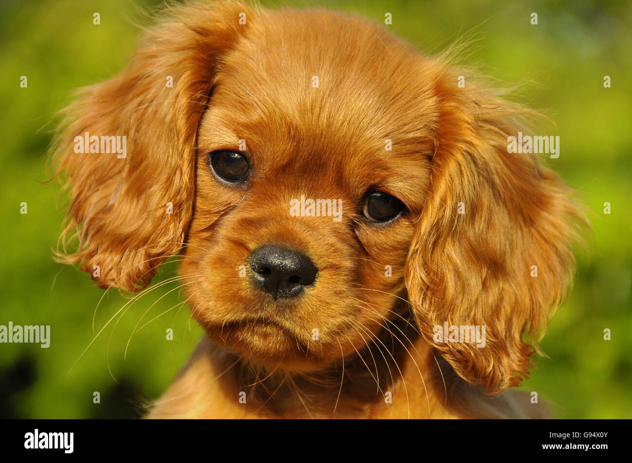 Cavalier King Charles Spaniel, puppy, ruby Stock Photo Alamy