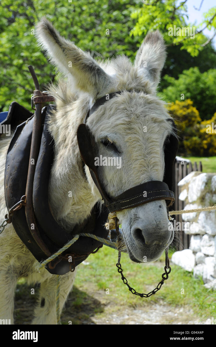 Donkey and cart ireland hires stock photography and images Alamy