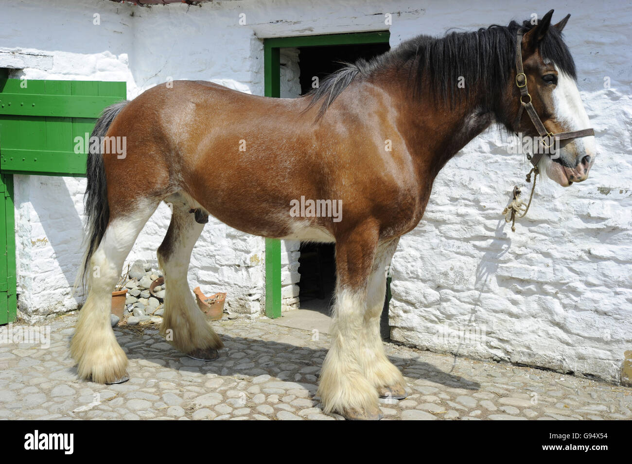 Shire Horse, open-air museum Muckross, Ring of Kerry, Killarney national park, County Kerry, Ireland Stock Photo