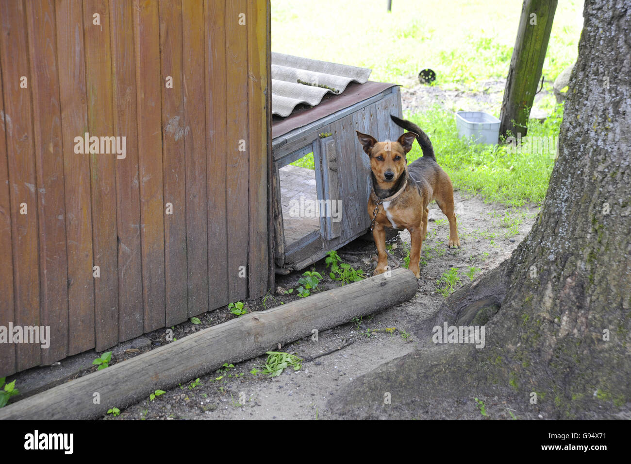 Watch dog on chain, Warmian-Masurian, Poland / Mazuria Stock Photo