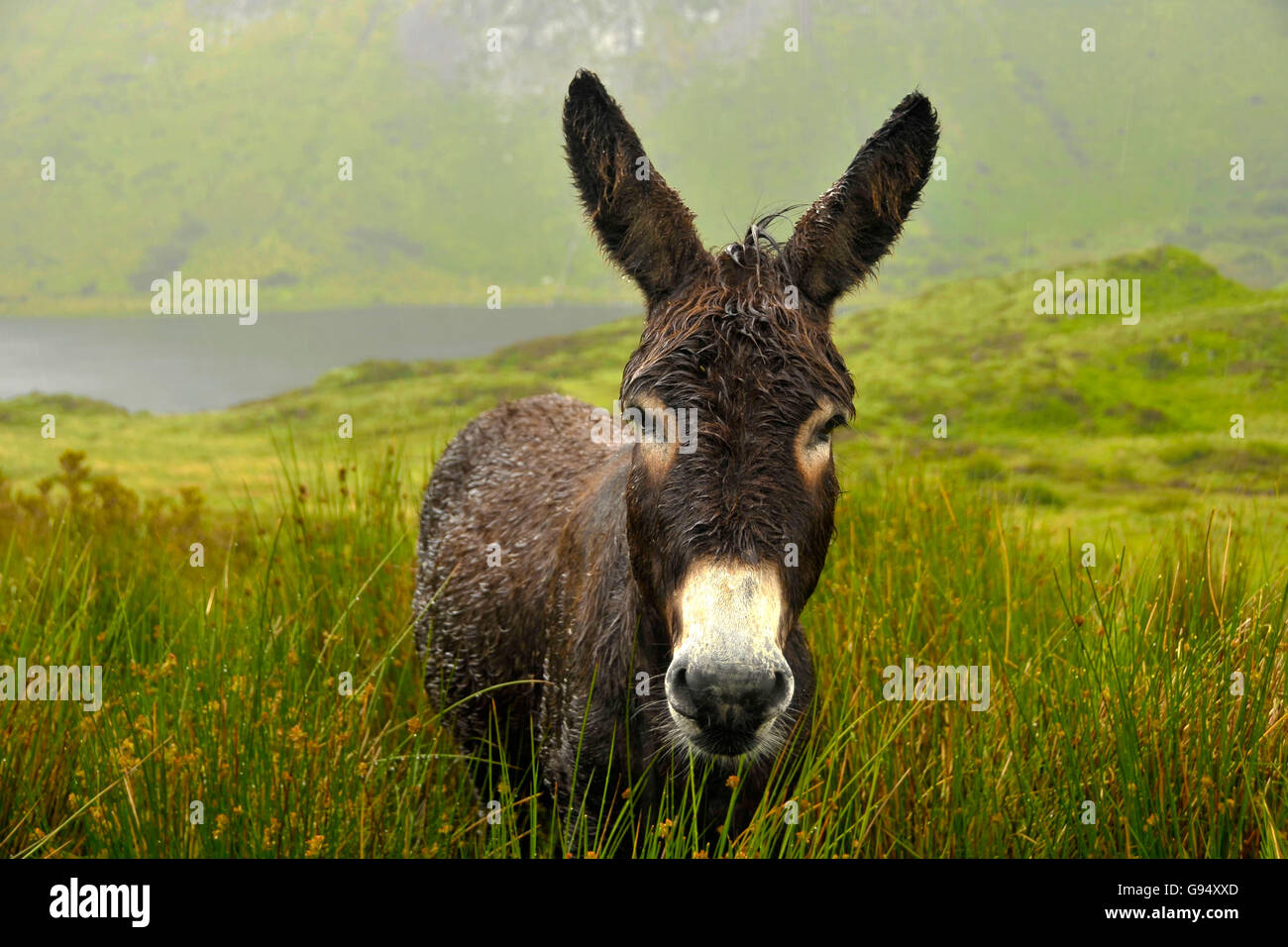 Wet donkey hi-res stock photography and images - Alamy