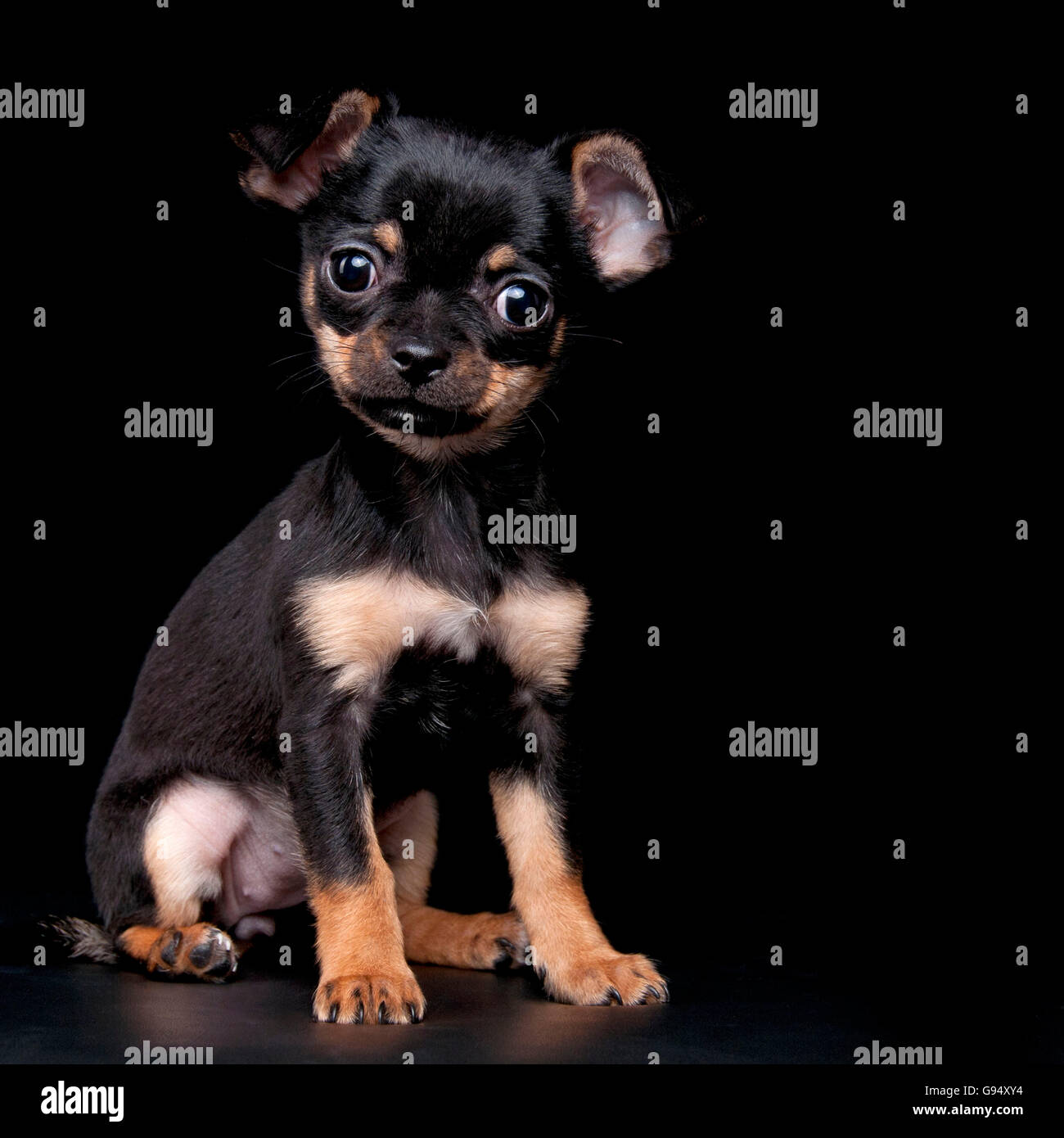 Chihuahua, short-haired, puppy, 11 weeks, black-and-tan / smooth coat Stock  Photo - Alamy