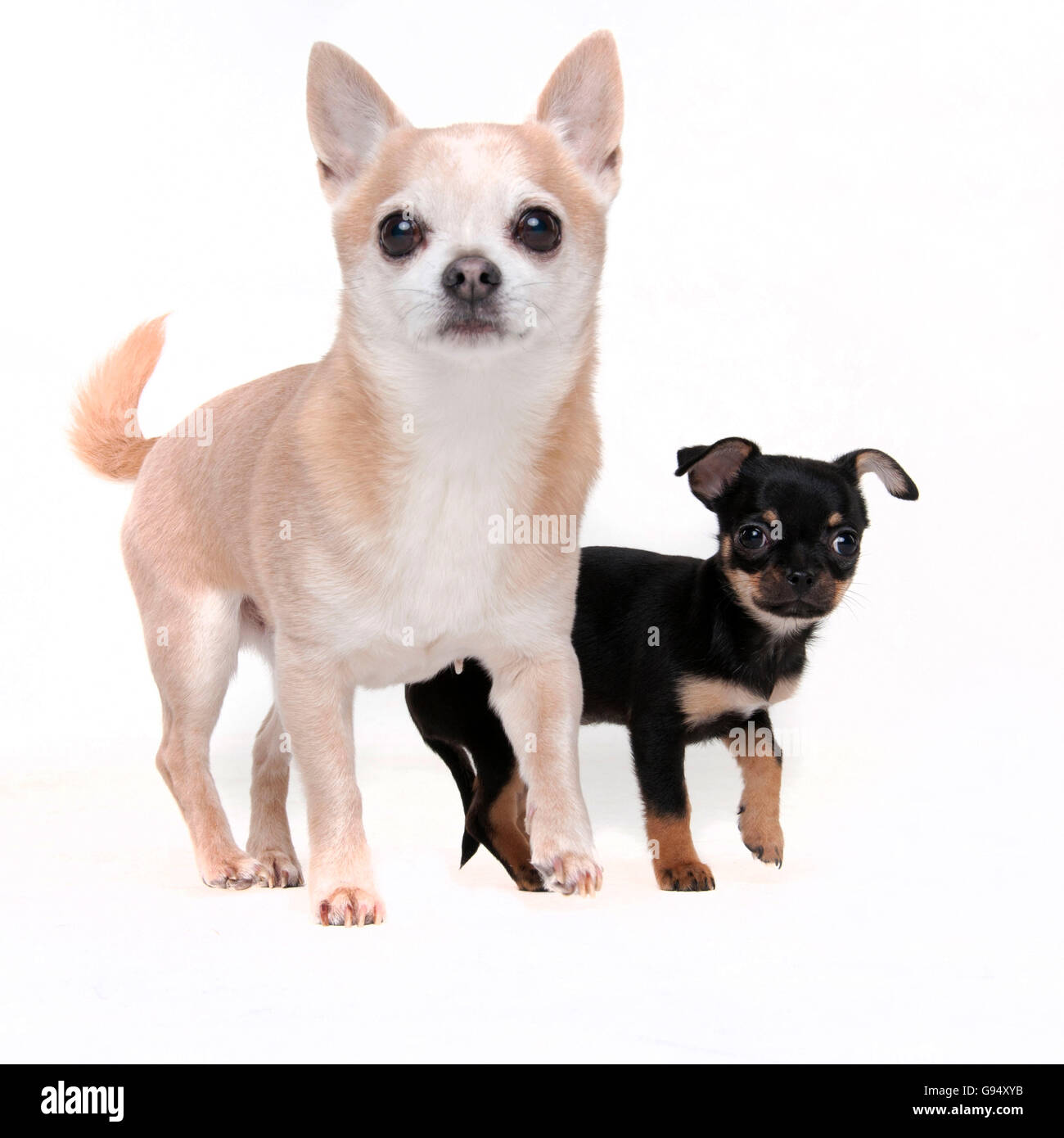 Two short haired chihuahua dogs hires stock photography and images Alamy