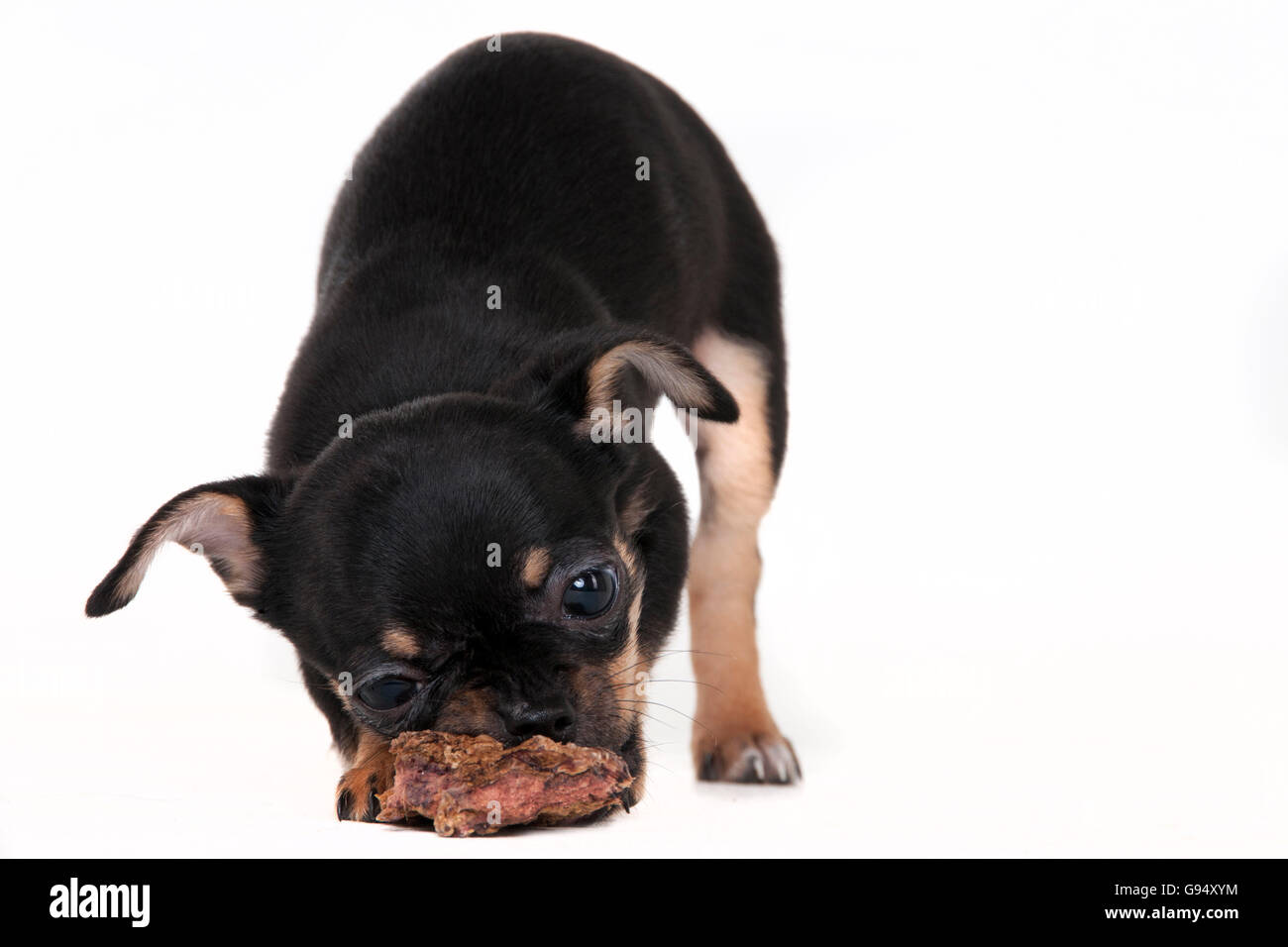 Chihuahua Short Haired Puppy 11 Weeks Black And Tan With