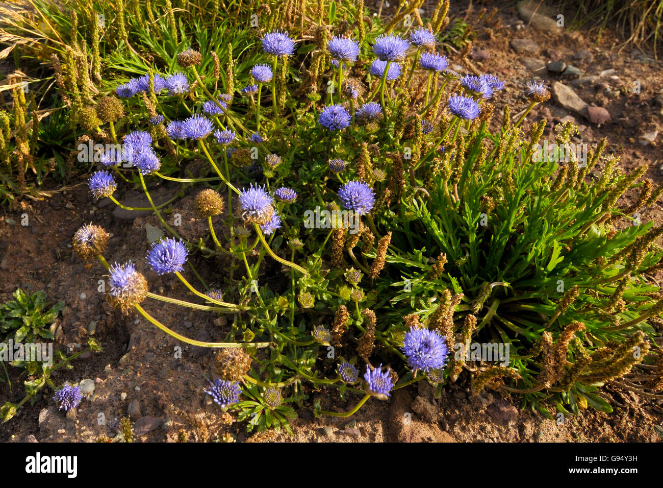 Sheep's Bit, Dingle Peninsula, County Kerry, Ireland / (Jasione montana) Stock Photo