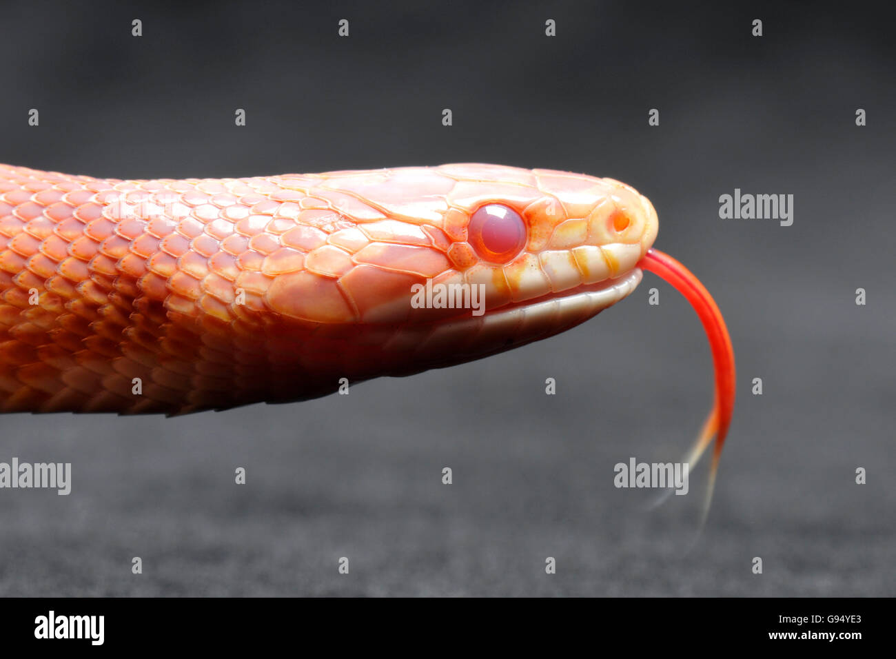 Red Rat Snake, amelanistic / (Pantherophis guttatus, Coluber guttatus, Elaphe guttata) / side Stock Photo